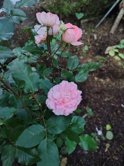 Passionate Kisses Floribunda Roses
