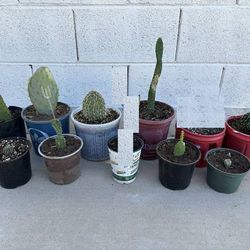 Verity Of Healthy Small Cactus Succulent Plants $9 each Prickly Pear, Easter Lily, Hedgehog, Road Kill