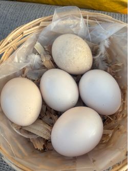 Eggs fertile   Peacocks 🦚