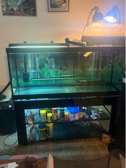 Turtle set up
