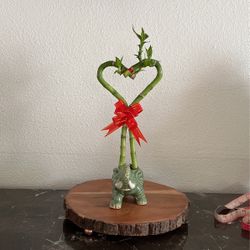 Live Lucky Indoor Bamboo - Heart Shaped 14” To 16” Tall On A Ceramic Elephant Pot