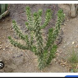 Cactus Plant ( 1.5 Feet Tall)