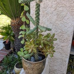 Cactus With Succulent Plants