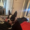 L Dog
