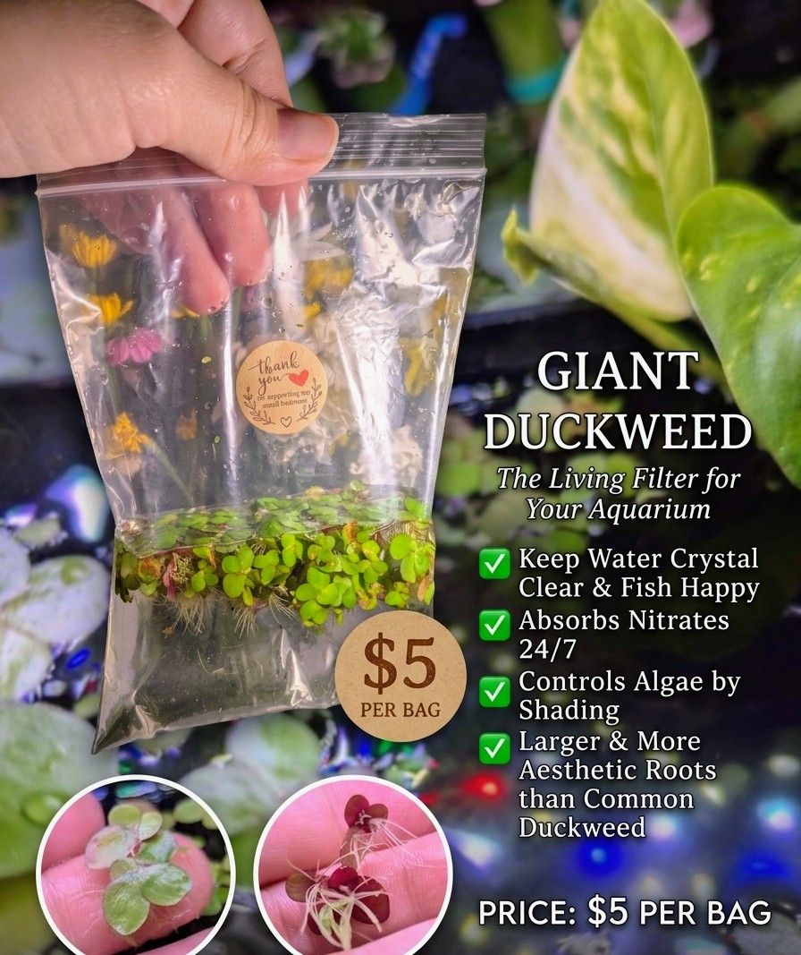 Aquarium plants $5 bad