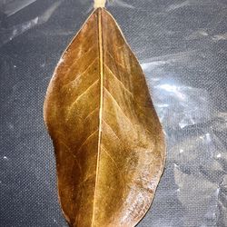 CUSTOM MAGNOLIA LEAF EARRLINGS