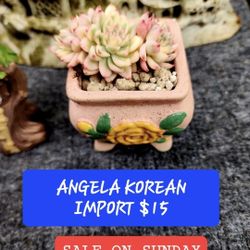 SUCCULENT PLANT SALE ON SUNDAY..SAN LORENZO FROM 1PM TO 5PM