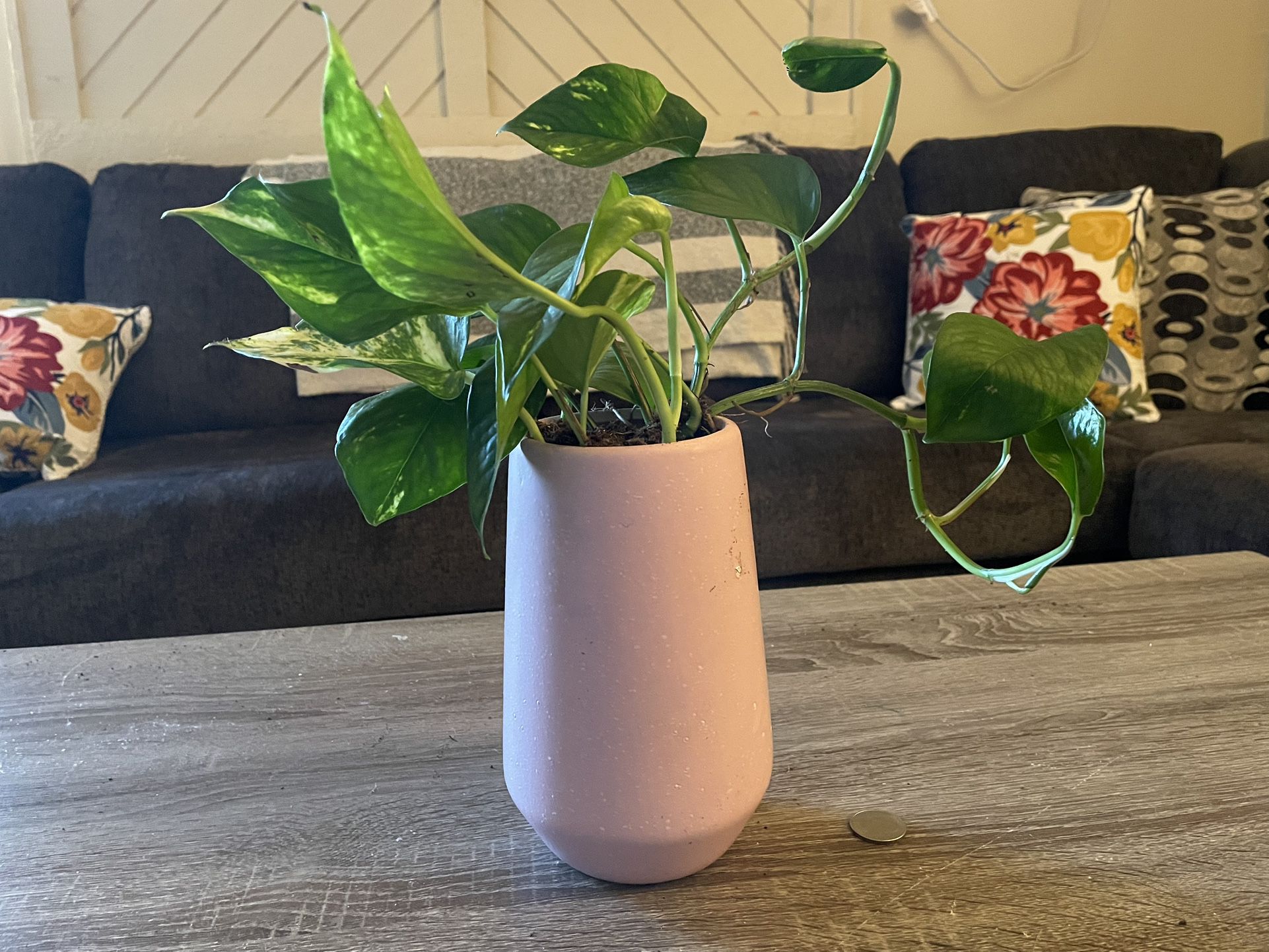 Pothos Planted In Pink Ceramic Vase