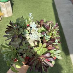 Beautiful Succulent 