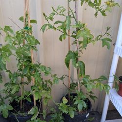 Passion Fruit  Plants