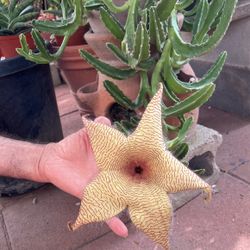 Estrella De Mar. O Estapelia Gigantea
