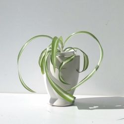 Lush Trendy Variegated Curly Spider Plant Bonnie Plant/ Indoor Plant/ House Plant  Flower Patio Garden