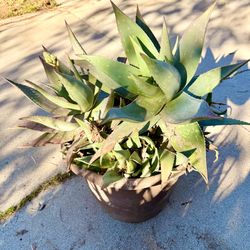 Aloe hybrids