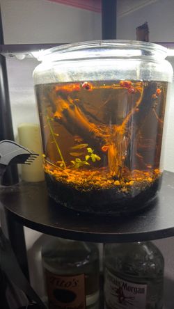 Ecosystem fish jar