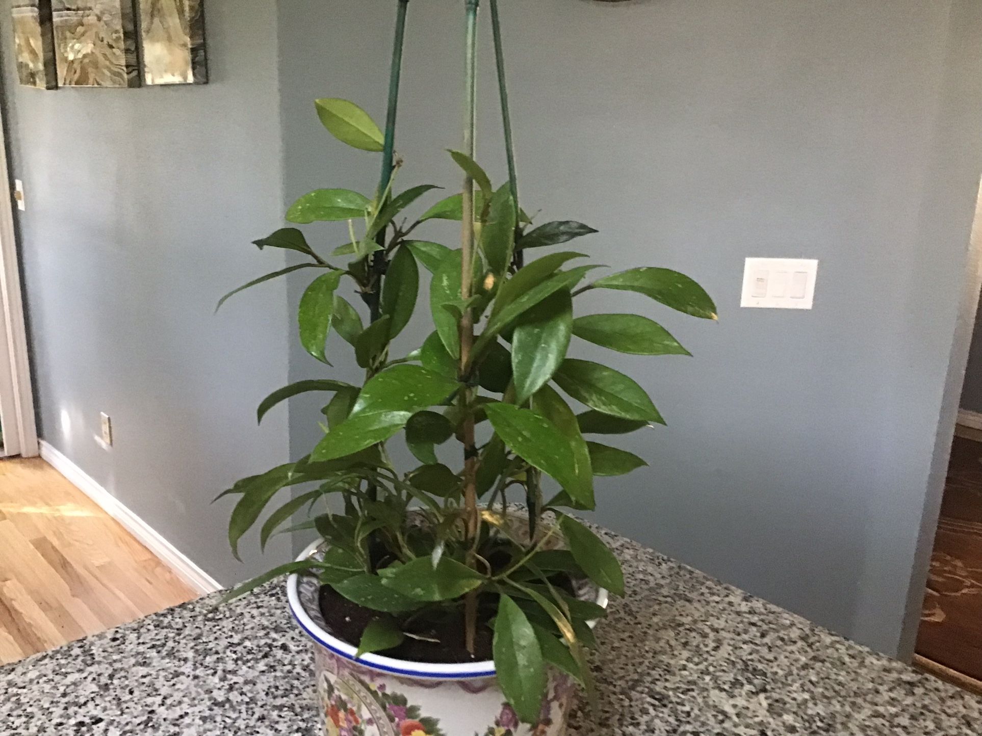 Plant