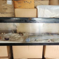 Fish Tank Aquarium Available Large With Filter System 