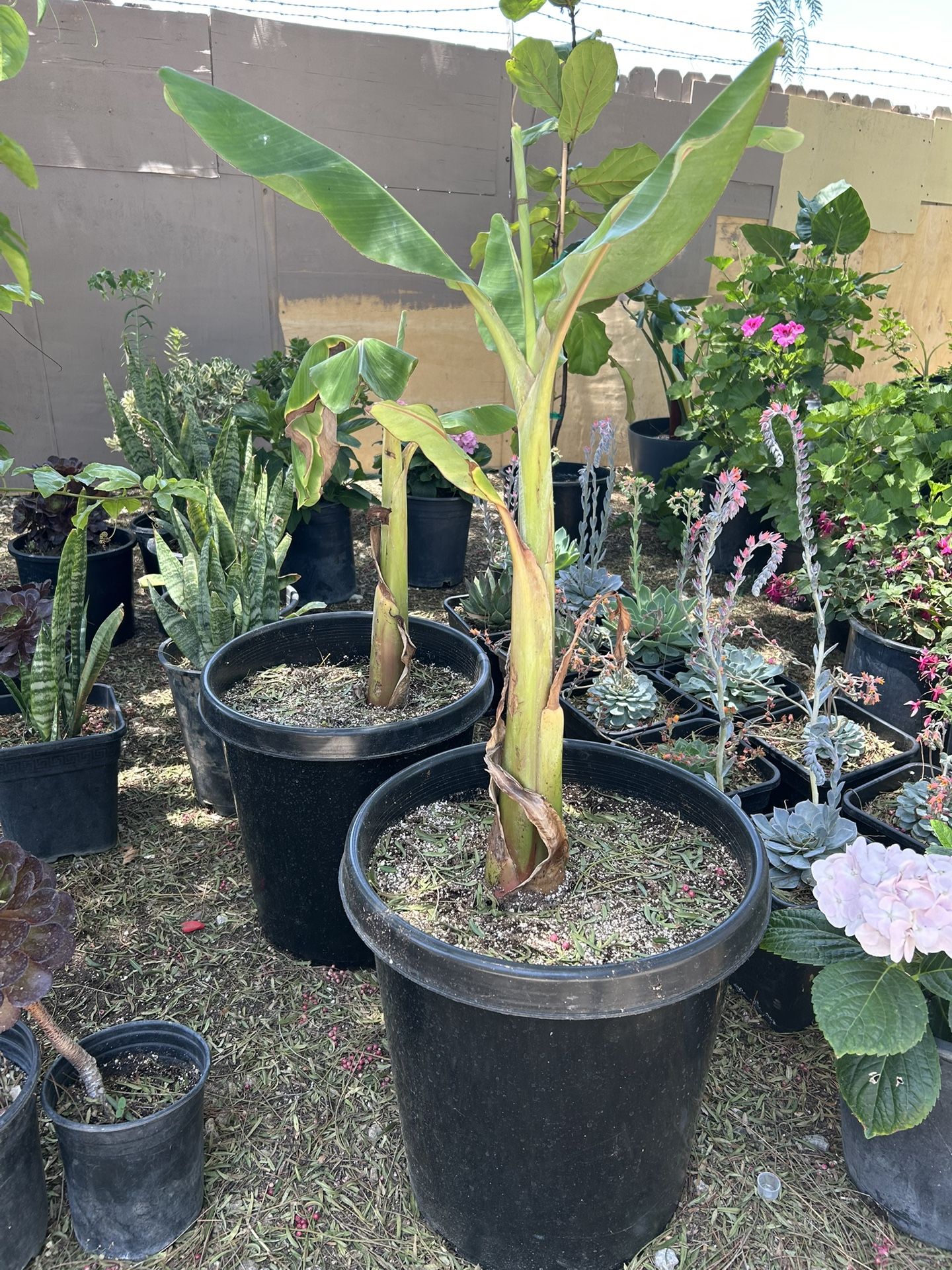 Banana Tree / Arbol De Banana