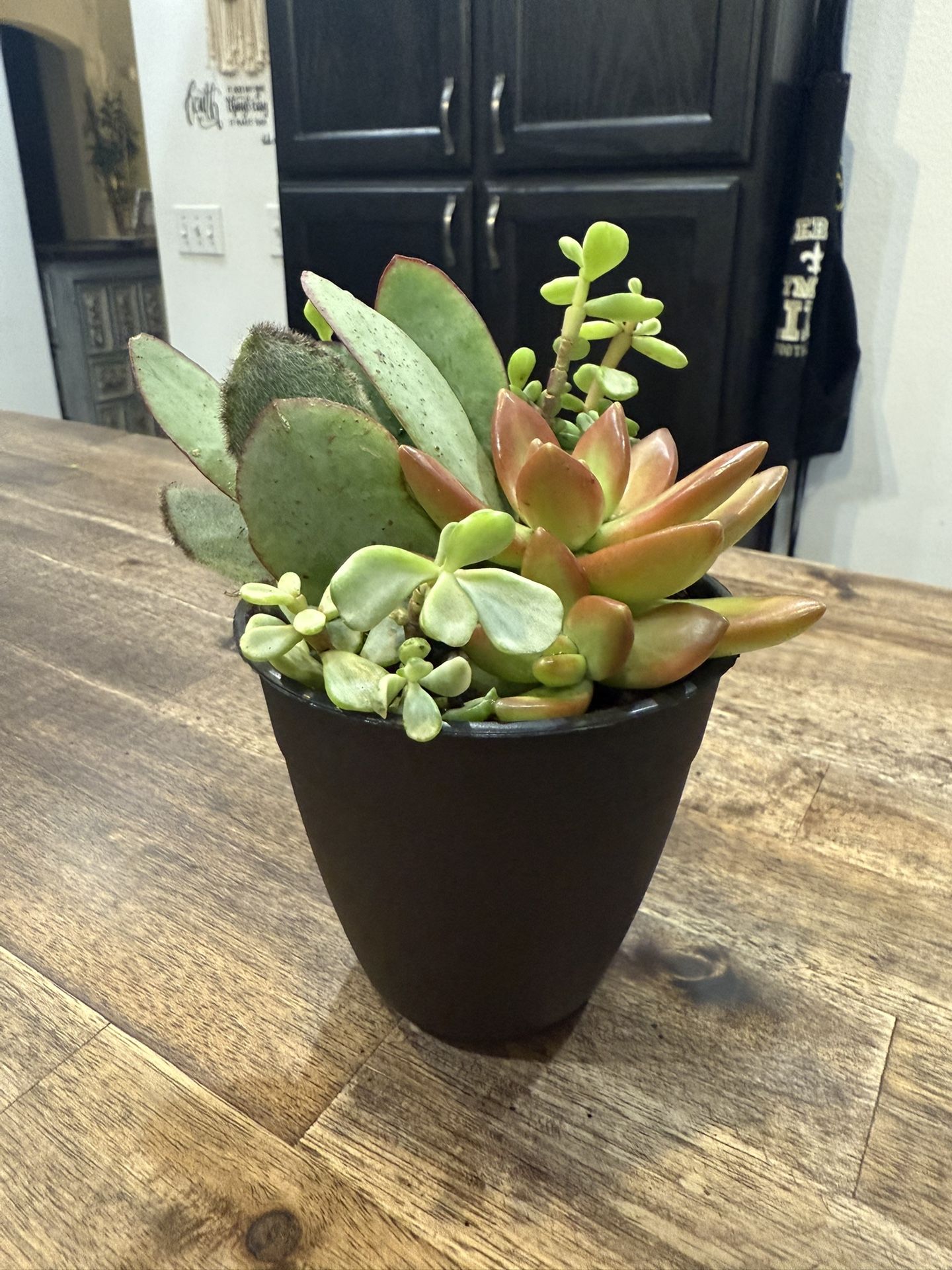$5, succulent plant🖤