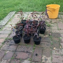 Peach Trees