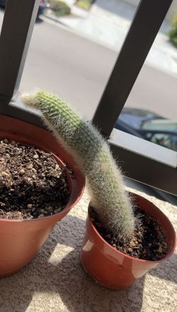 Monkey Tail Cactus