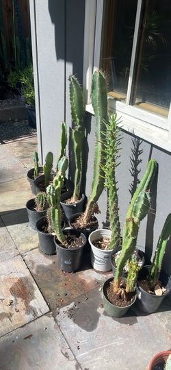 Cacti for sale $5 ea