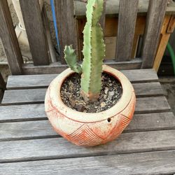 Moroccan Mound Euphorbia Resinifera Includes Nice Vintage Resin Pot, Needs Strings To Be Hung Up