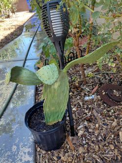 Elephant ear prickly pear cactus