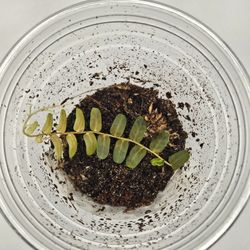 Marcgravia Mini Melon