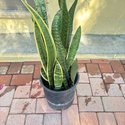 Snake plant