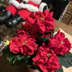 Poinsettias For $4 Each