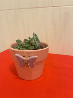 Succulents Plus Mini Ceramic Pots