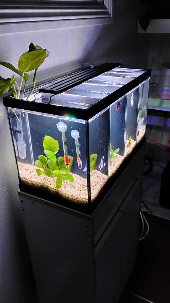 10 Gallon Bettas Fish Tank, Canister Filter, Brand New Light , New Custom Cabinet , Fish Not Included $265 Obo