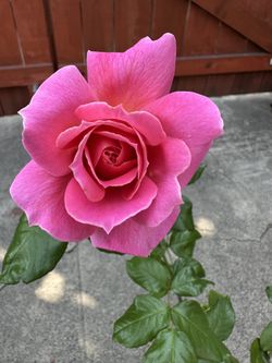 Pink Rose Plant