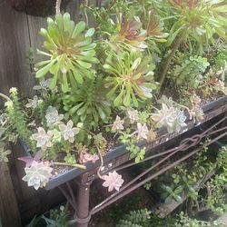 Container Flats of Mixed Succulents and Cactus Plants