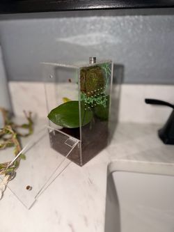 Jumping Spider Enclosure