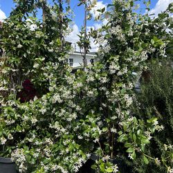Star Jasmine plant