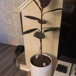 Growing Plant