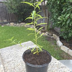  Peach Plant [flamin Fury Peach Variety]