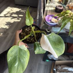 White Wizzard Philodendron 