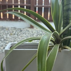 Healthy Snake Plant — Potted 13” Tall