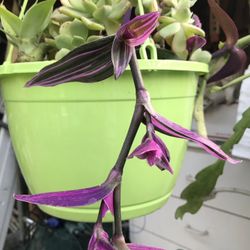 Hanging basket of succulents