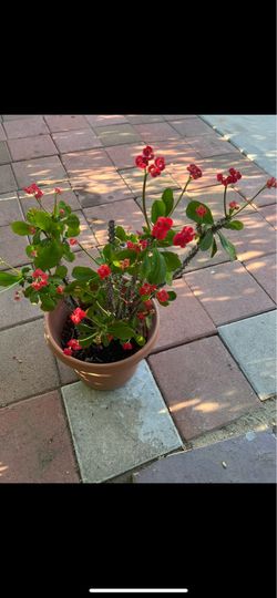 Crown of Thorns Plant