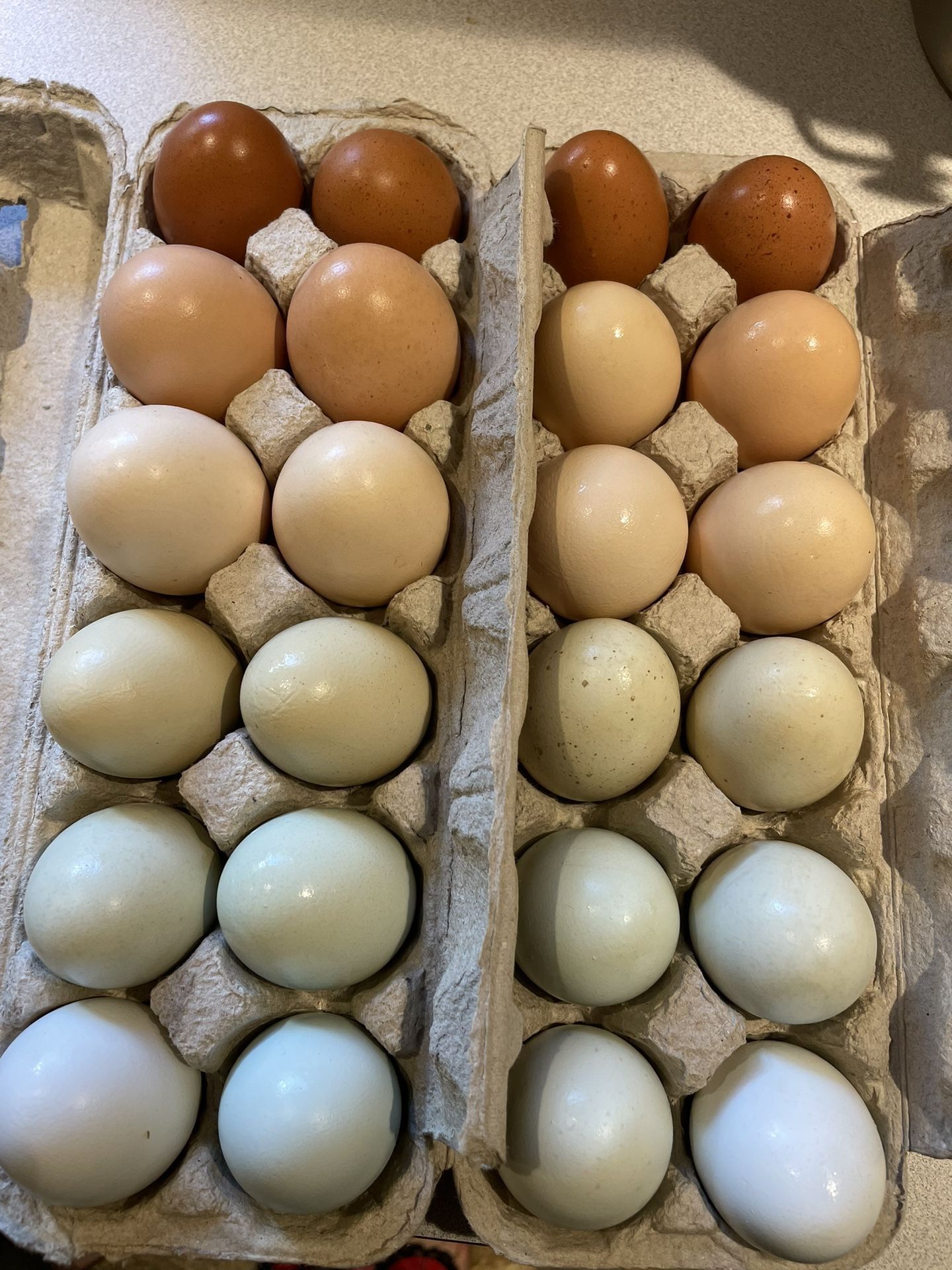 Fresh Backyard Eggs