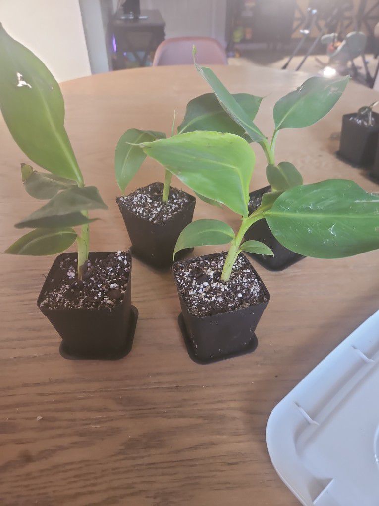 3" Dwarf Banana 🍌 Plant 