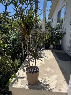 Dracaena