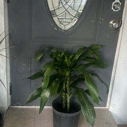 Dracaena House Live Plant