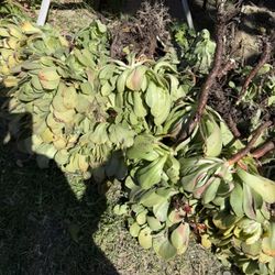 Saculants Plants Pieces $2,3,4 In Good Condition In West Covina 