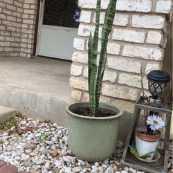 Snake Live Plant In Ceramic Pot