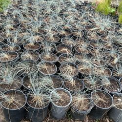 Blue  Fescue  Grass