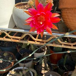 Peanut cactus blooming now
